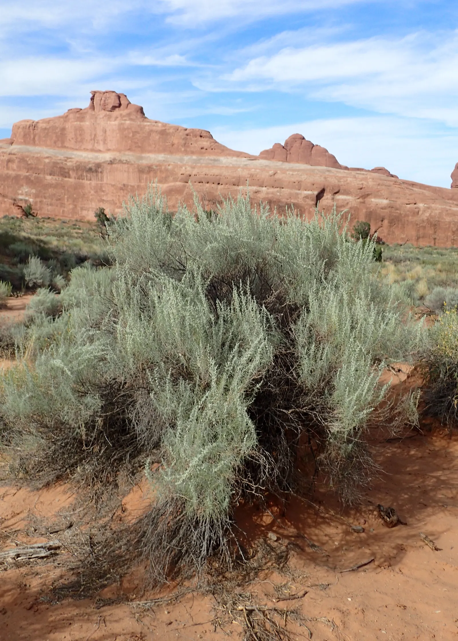 Sand Sage (Artemisia Filifolia) — It's also a practical choice for attracting local wildlife