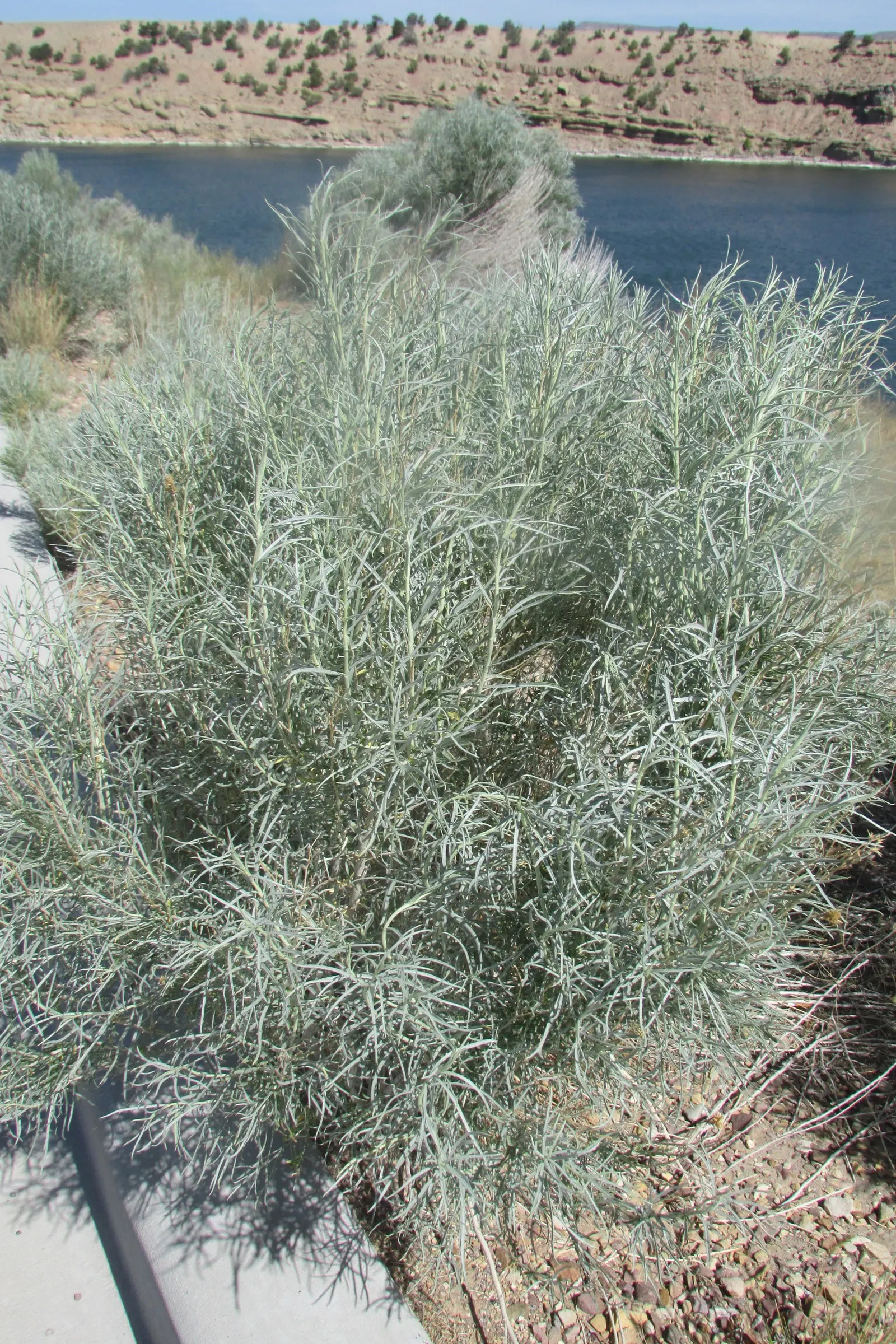 Sand Sage (Artemisia Filifolia) — commonly known as Sand Sage or Silver Sagebrush; where it receives at least 6 hours of direct sunlight per day
