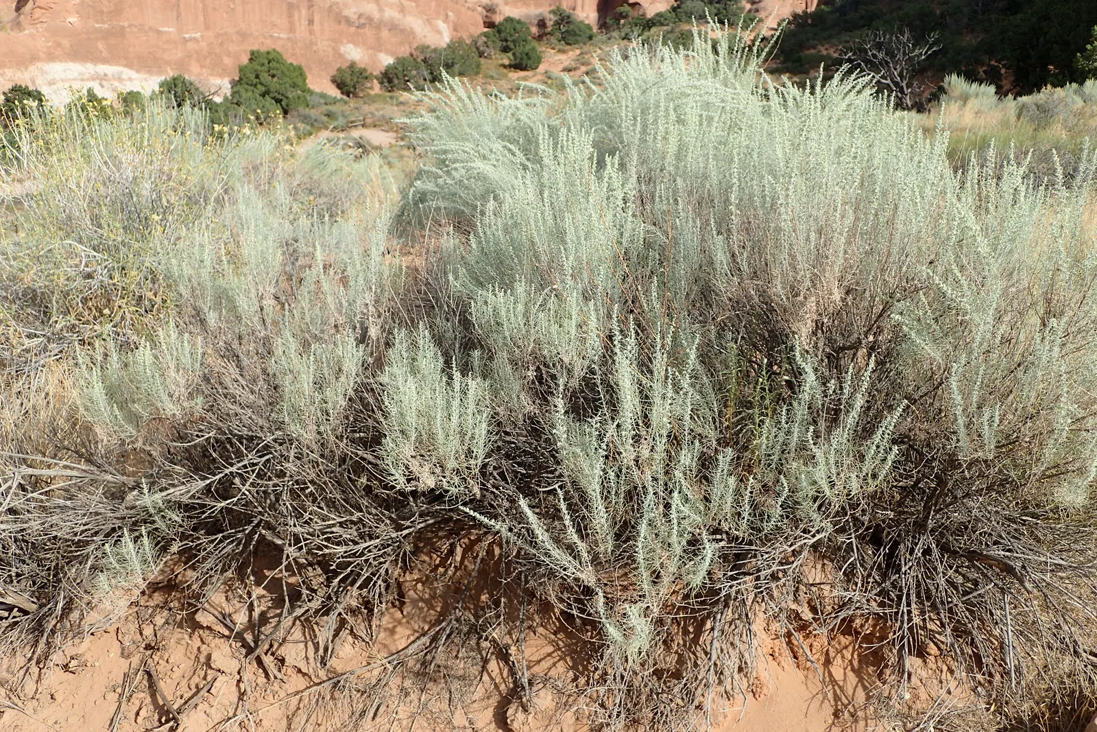 Sand Sage (Artemisia Filifolia) — providing habitat for a variety of birds and insects