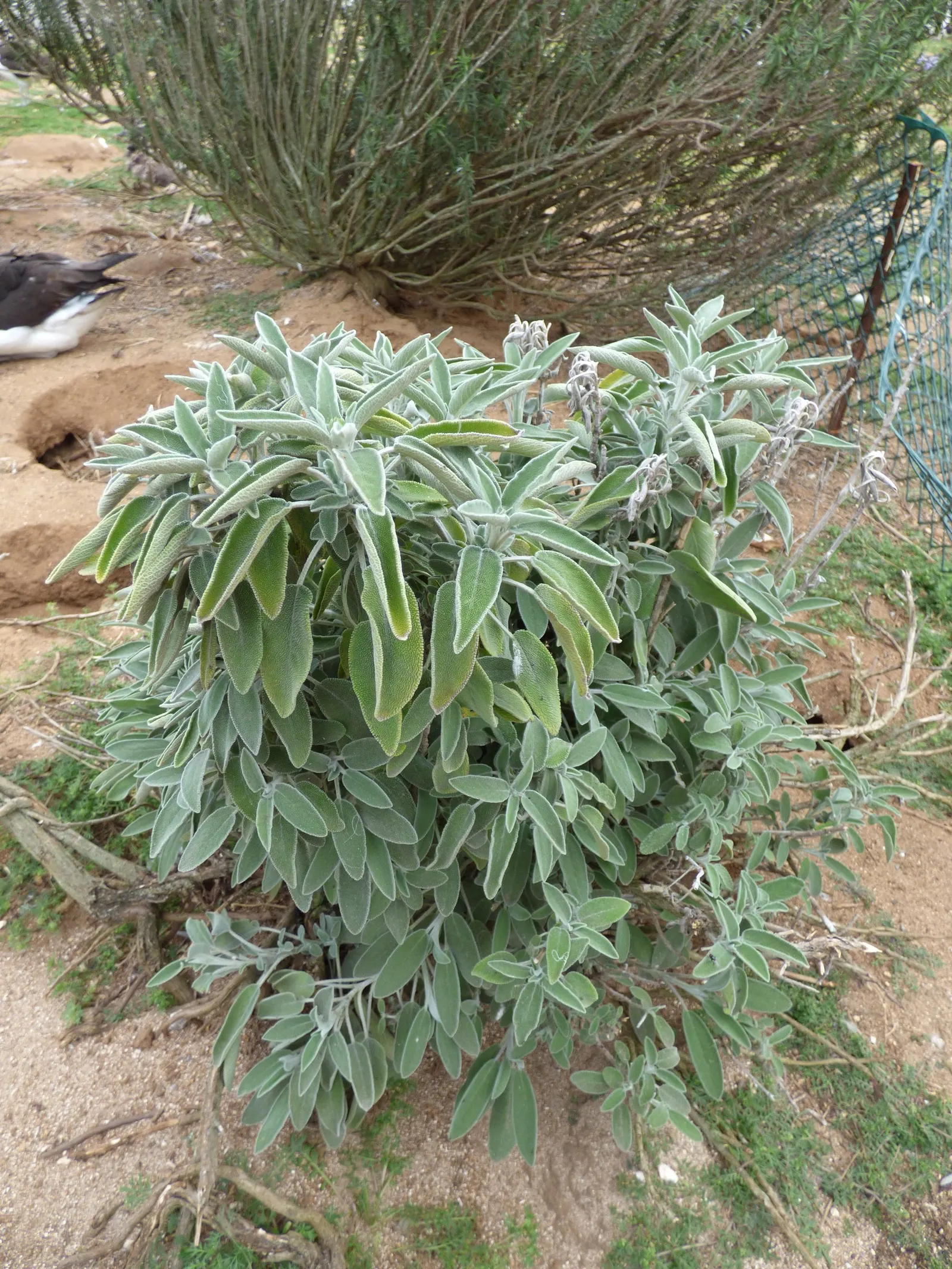 Sand Sage (Artemisia Filifolia) — thread-like leaves exude a silvery hue