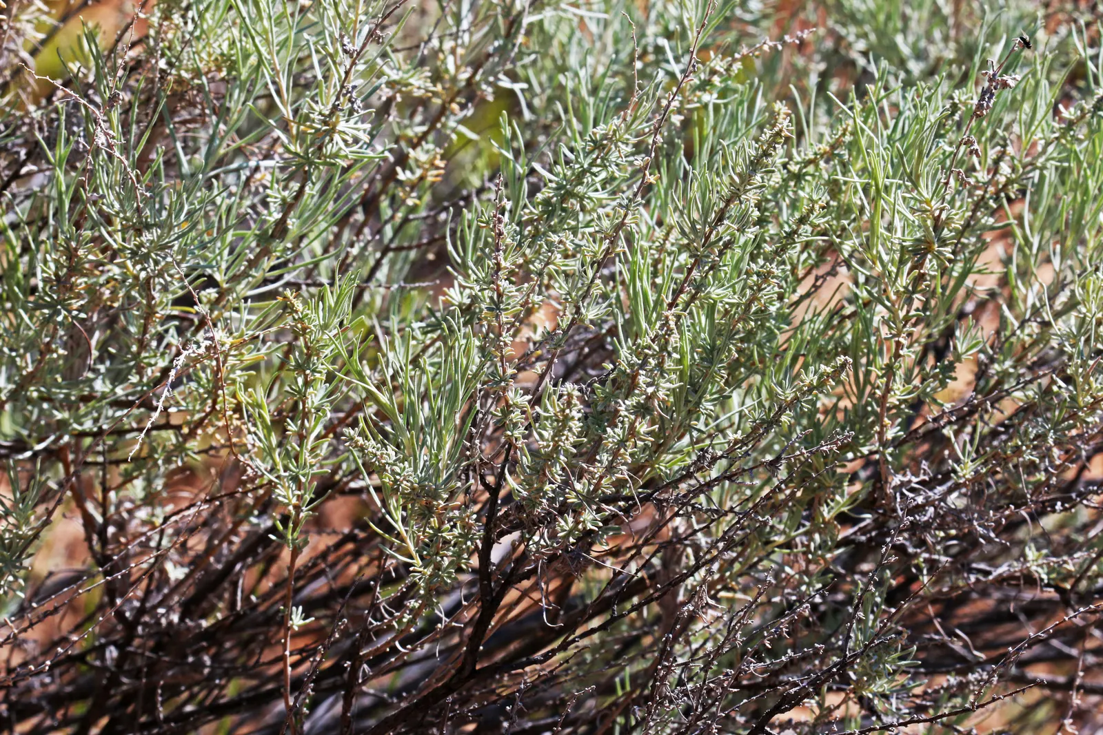 Sand Sage (Artemisia Filifolia) — offering year-round visual interest and minimal maintenance