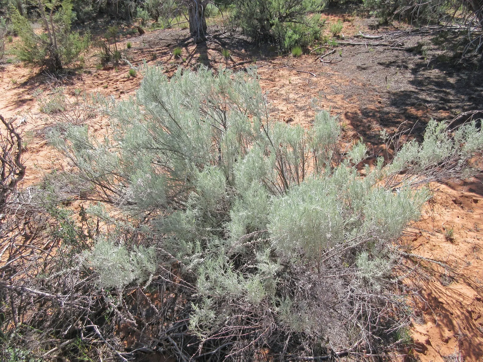 Sand Sage (Artemisia Filifolia) — typically reaches heights of 2 to 4 feet and extends similarly in width