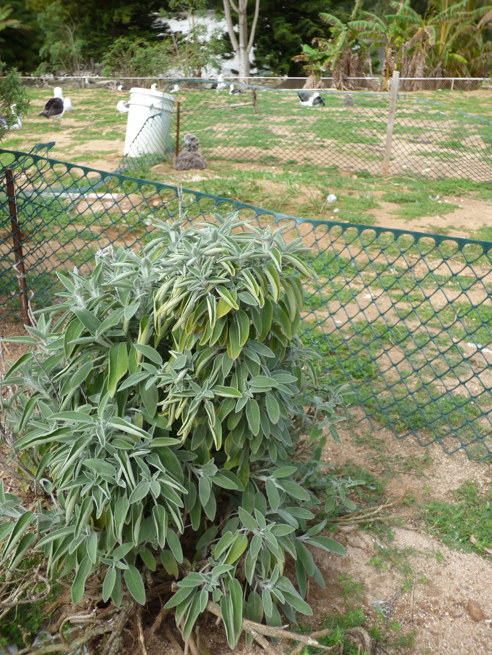 Sand Sage (Artemisia Filifolia) — Sand Sage is highly adaptable but performs best in full sun exposure
