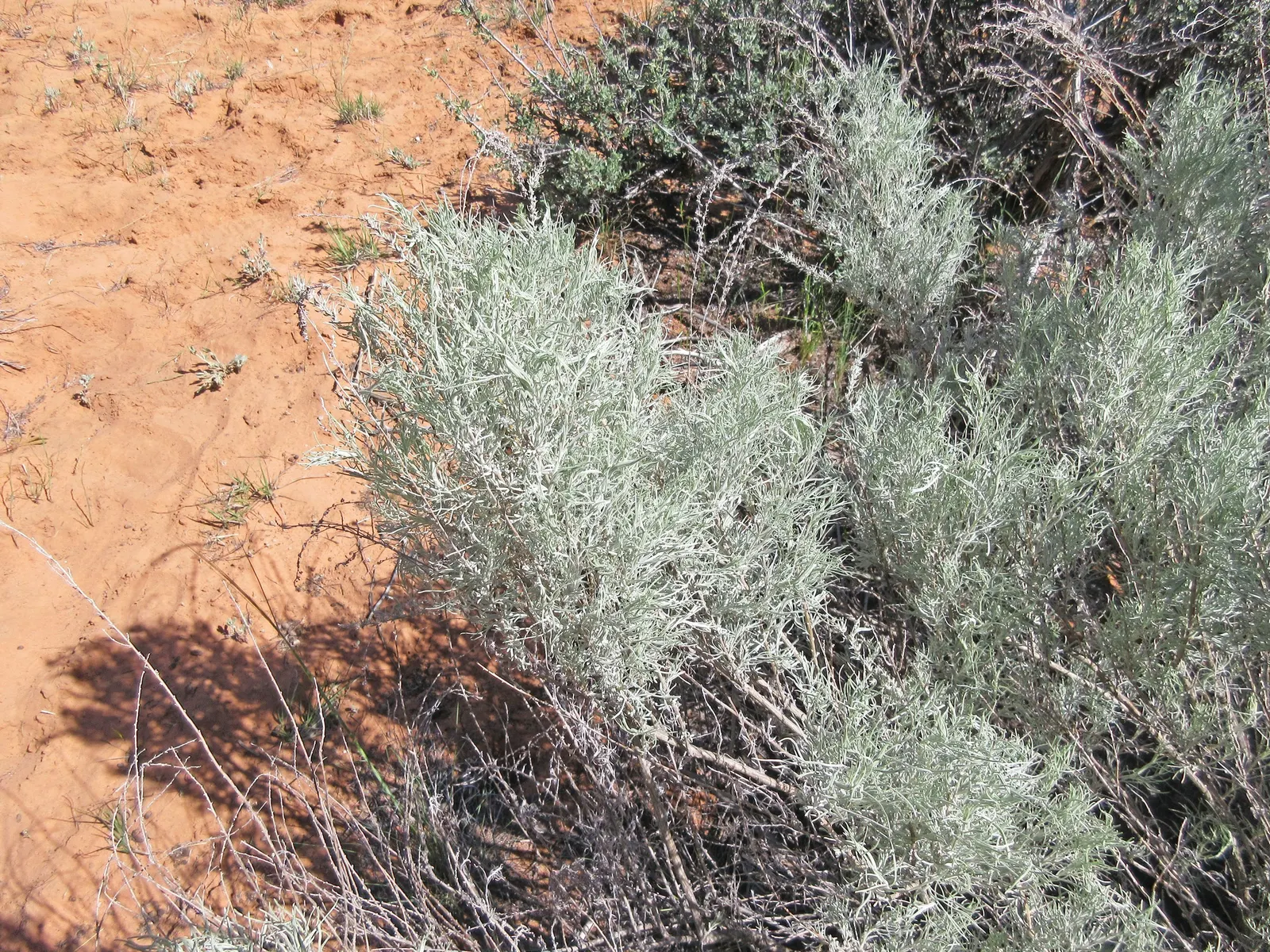 Sand Sage (Artemisia Filifolia) — native to the arid regions of North America