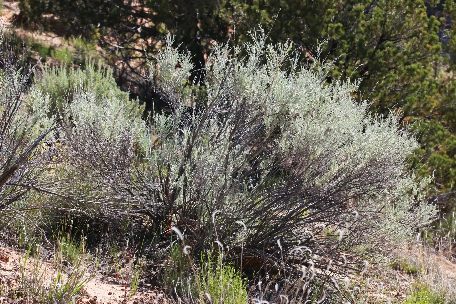 Sand Sage (Artemisia Filifolia) — is an integral component of any drought-tolerant garden design for its resilience and distinct aesthetic