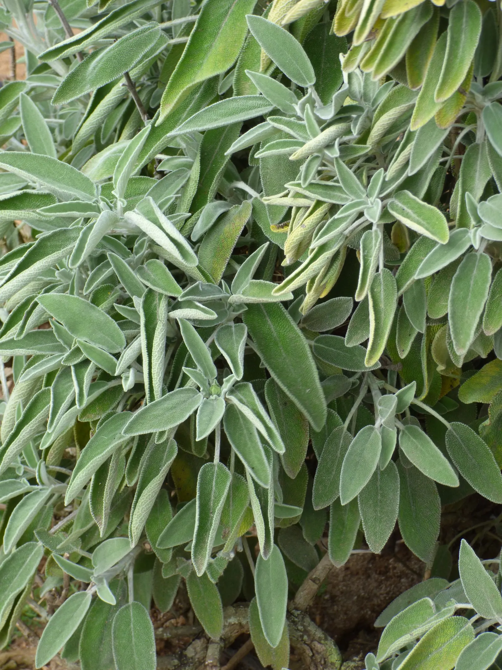 Sand Sage (Artemisia Filifolia) — where it receives at least 6 hours of direct sunlight per day
