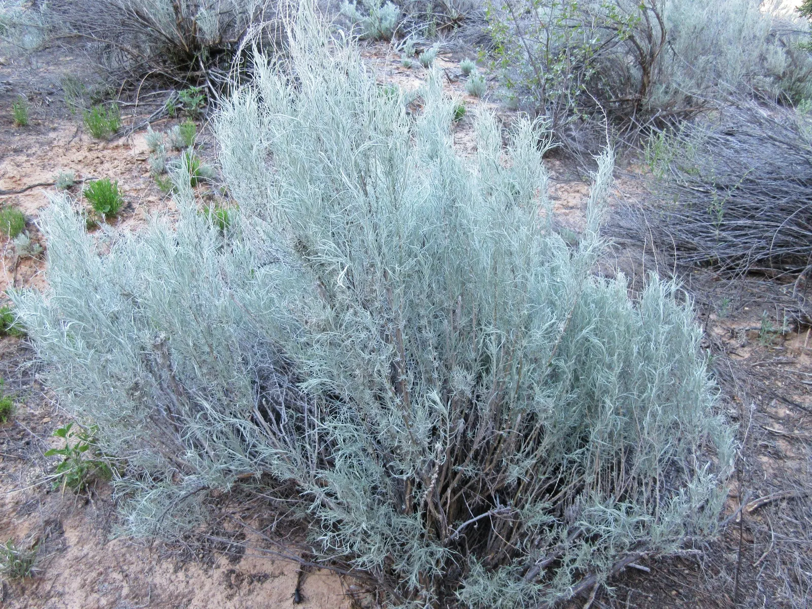 Sand Sage (Artemisia Filifolia) — commonly known as Sand Sage or Silver Sagebrush