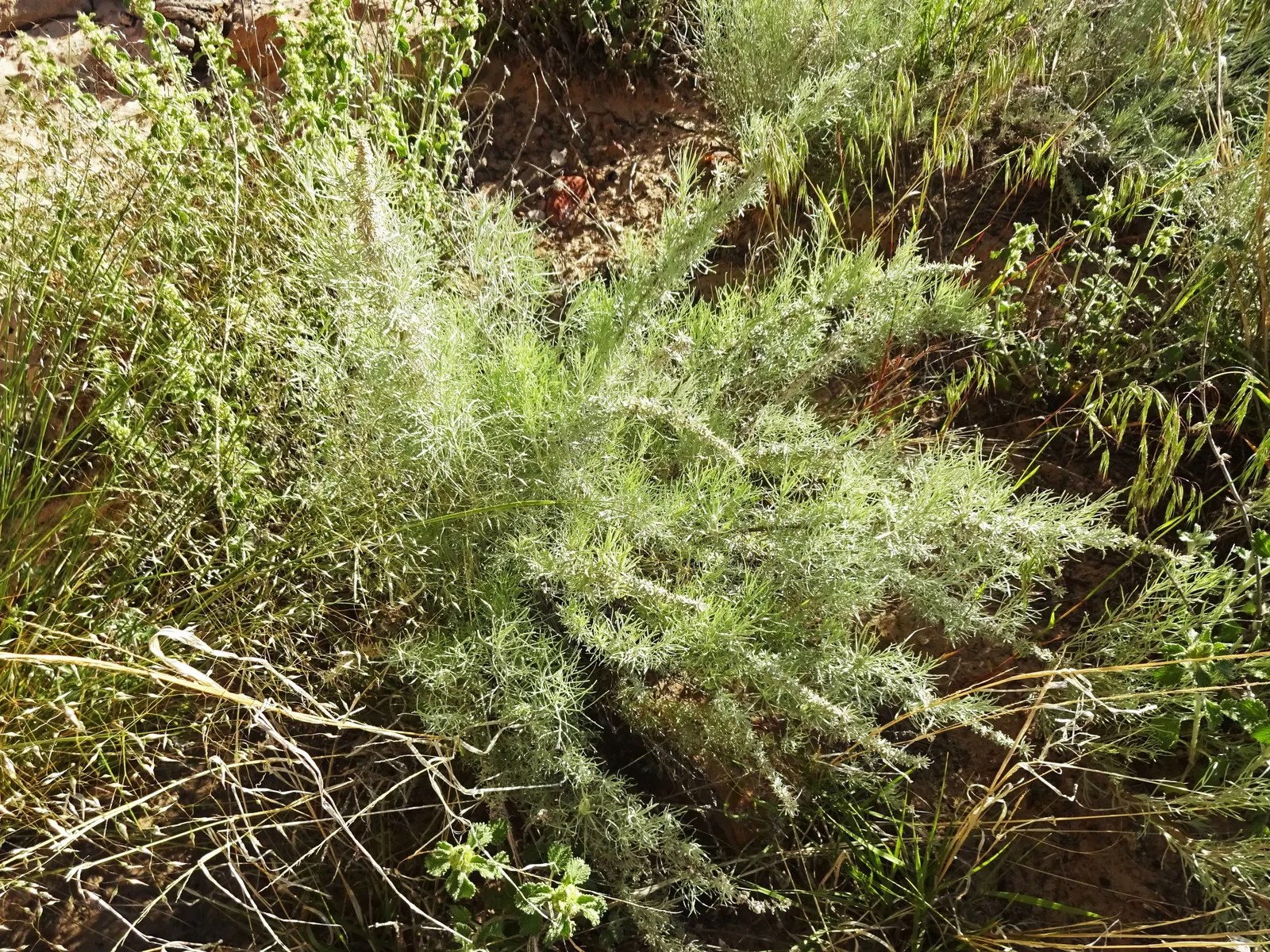 Sand Sage (Artemisia Filifolia) — This drought-tolerant native is ideal for xeriscaping
