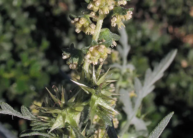 Sand Sage (Artemisia Filifolia) — and is notable for its aromatic leaves