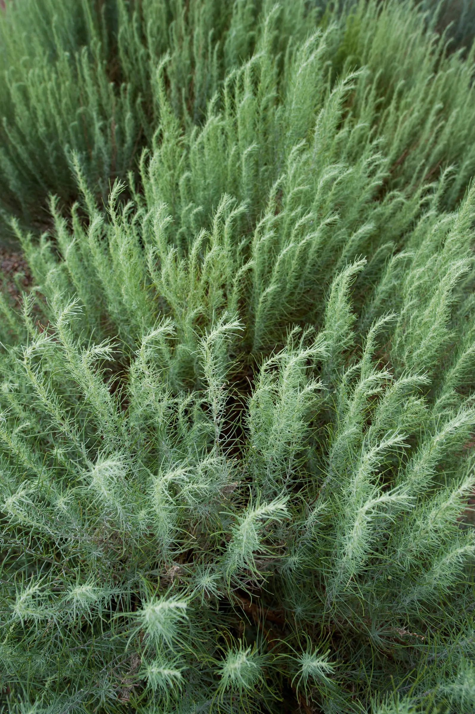 Sand Sage (Artemisia Filifolia) — Sand Sage (Artemisia filifolia) is a resilient, perennial, woody shrub that thrives in dry sandy soils