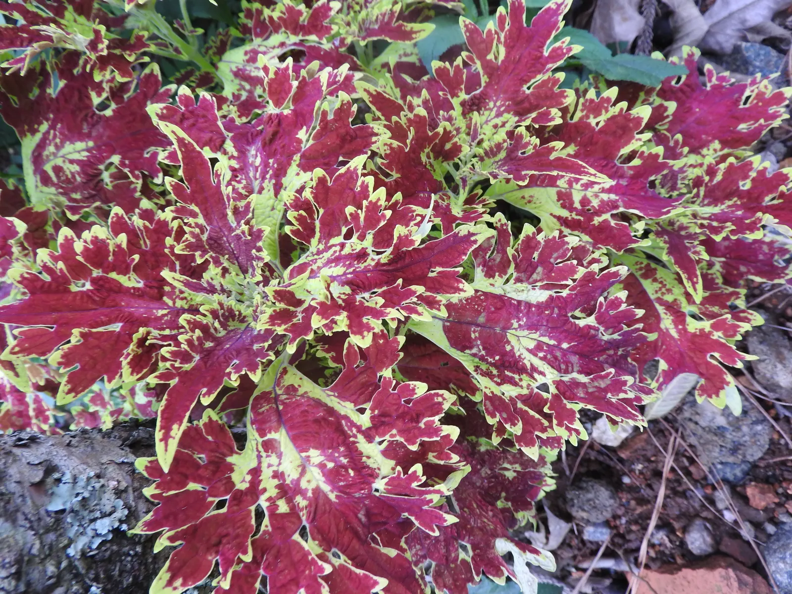 Coleus Varieties (Coleus Hybrids) — a versatile and vibrant tender perennial