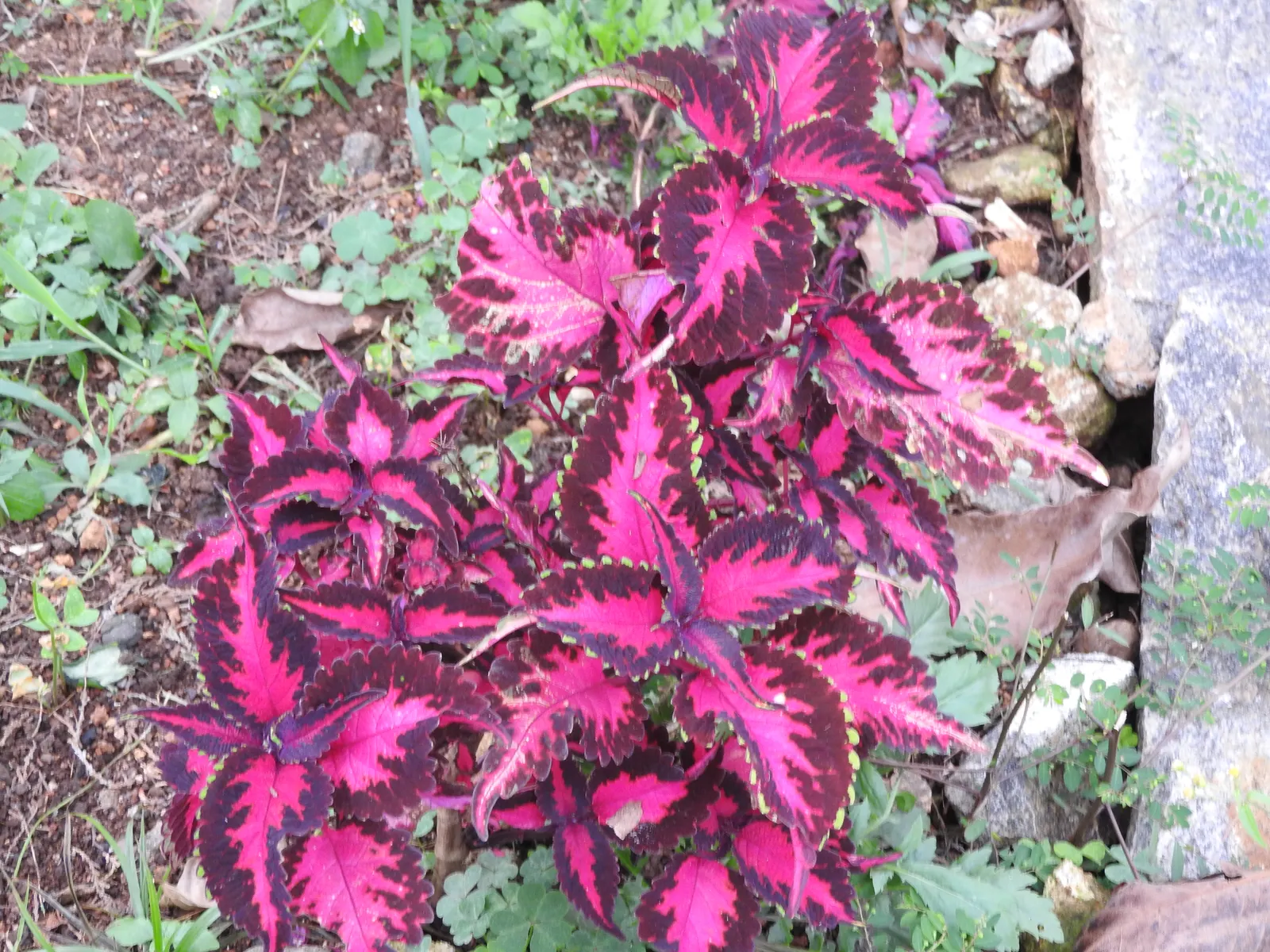 Coleus Varieties (Coleus Hybrids) — Coleus plants are excellent for adding height and volume in flower beds