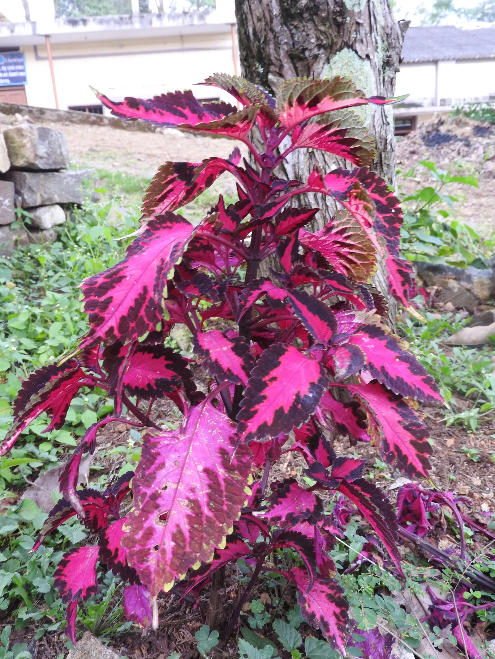 Coleus Varieties (Coleus Hybrids) — boasts an extraordinary array of colors and patterns that can enliven any landscape design