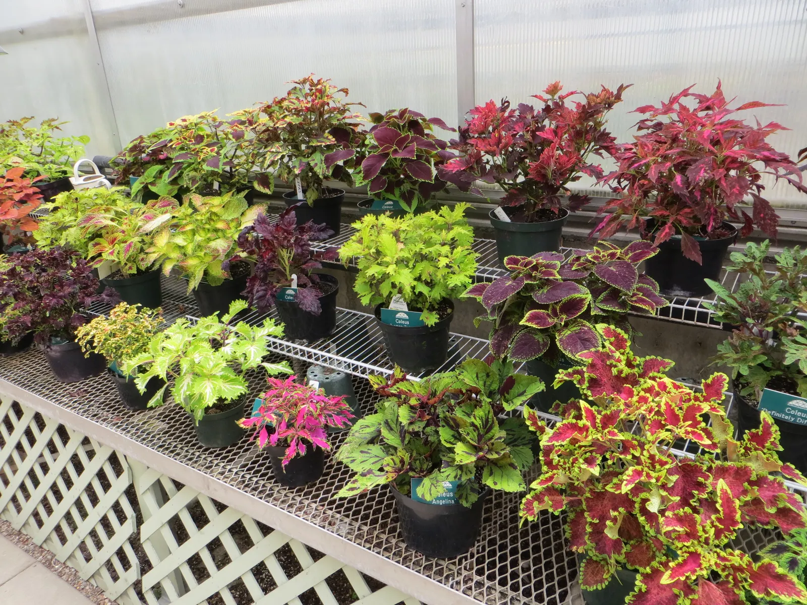 Coleus Varieties (Coleus Hybrids) — or for creating a textured backdrop in container plantings