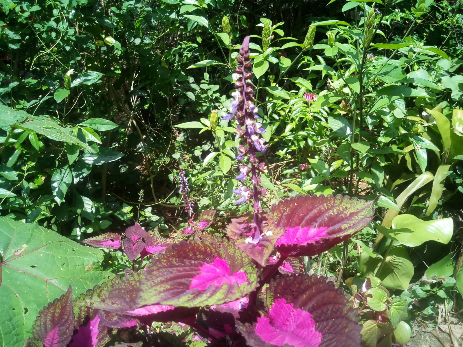 Coleus Varieties (Coleus Hybrids) — These shade-tolerant plants can grow 6 inches to 3.5 feet tall