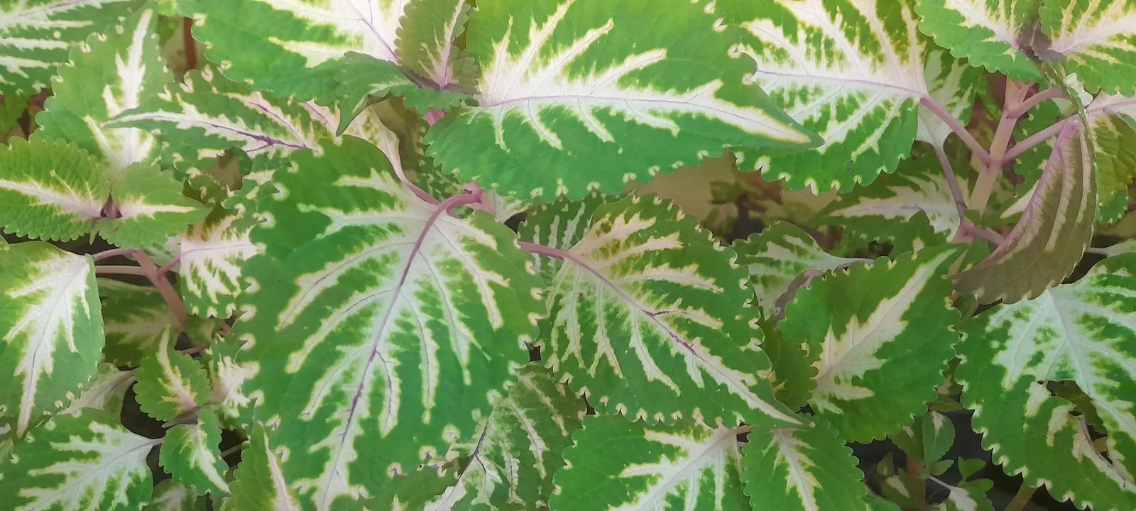 Coleus Varieties (Coleus Hybrids) — Coleus Hybrid Varieties (Coleus spp.)<br><br>Coleus