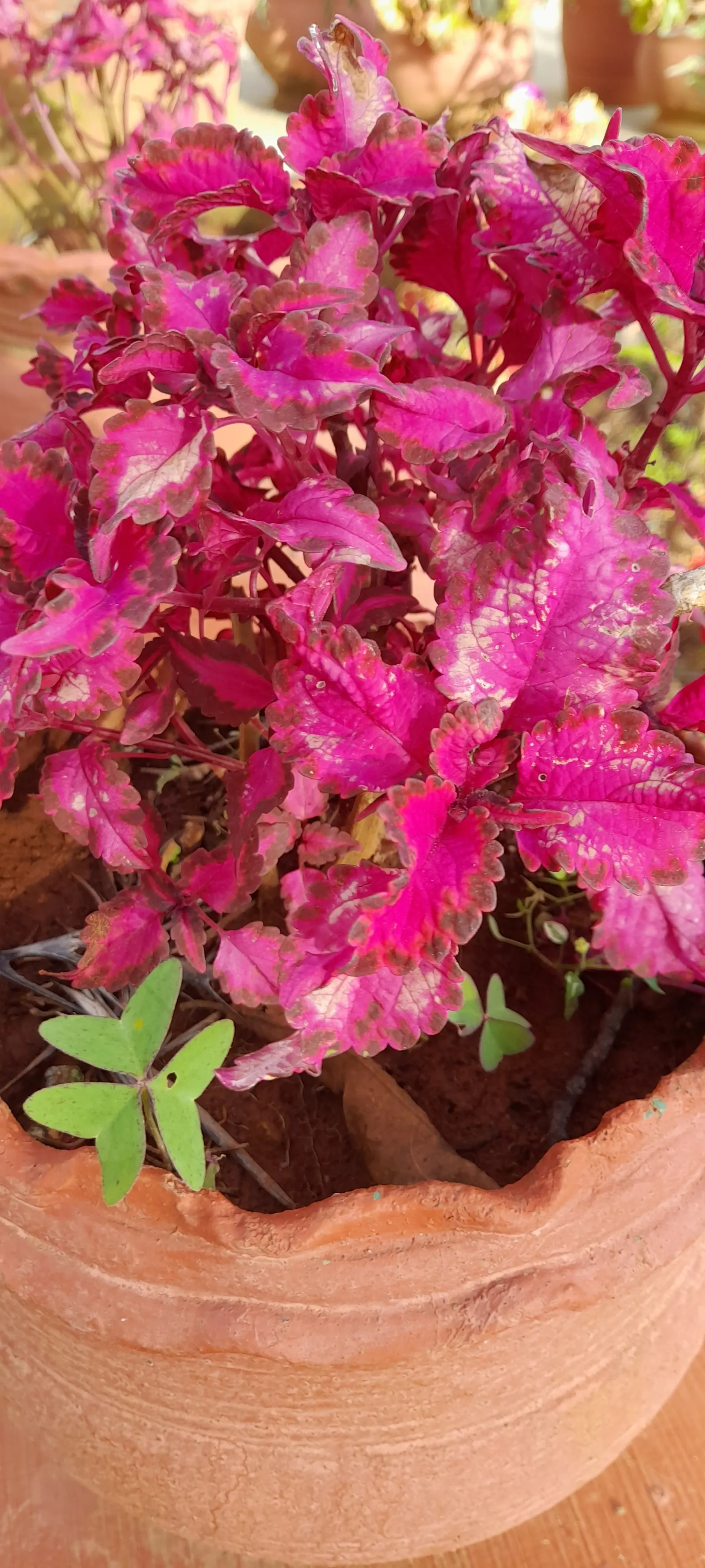 Coleus Varieties (Coleus Hybrids) — The leaves themselves can vary dramatically in size and shape