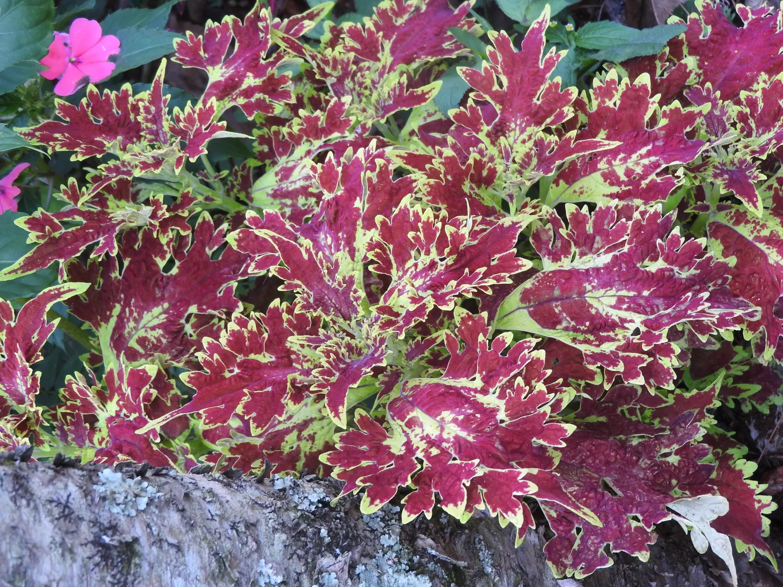 Coleus Varieties (Coleus Hybrids) — which ranges from greens and yellows to deep purples and bright reds