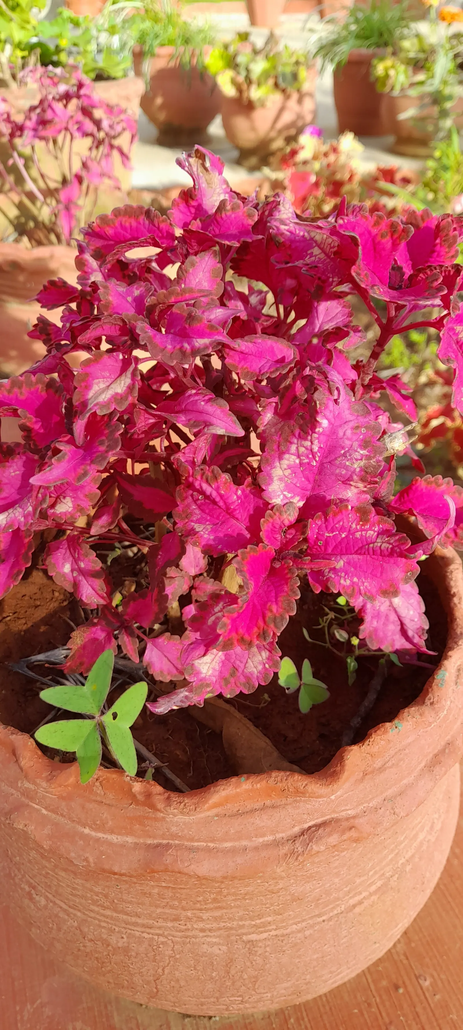 Coleus Varieties (Coleus Hybrids) — with leaves 1 to 6 inches long