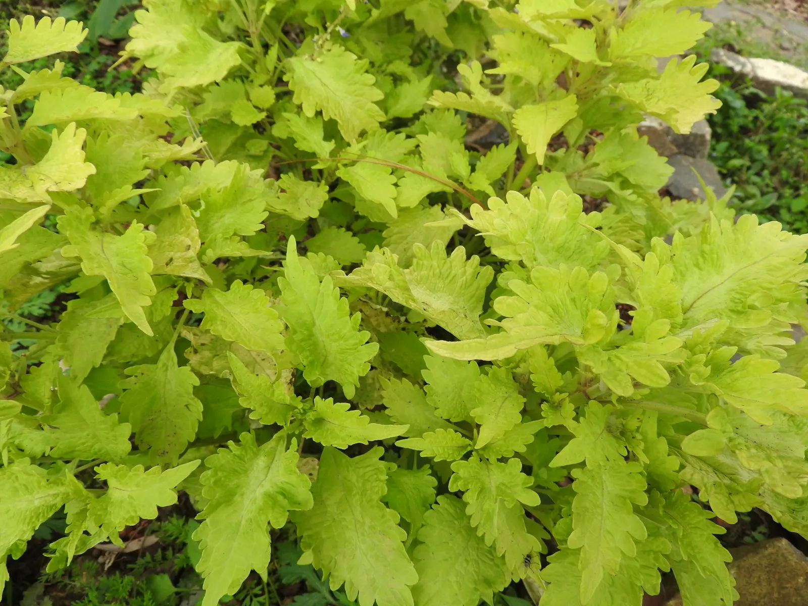 Coleus Varieties (Coleus Hybrids) — <br><br>Growing to an average height of 18 to 24 inches