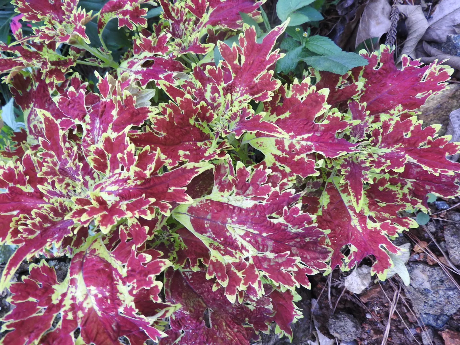 Coleus Varieties (Coleus Hybrids) — These hybrids are cultivated primarily for their stunning foliage