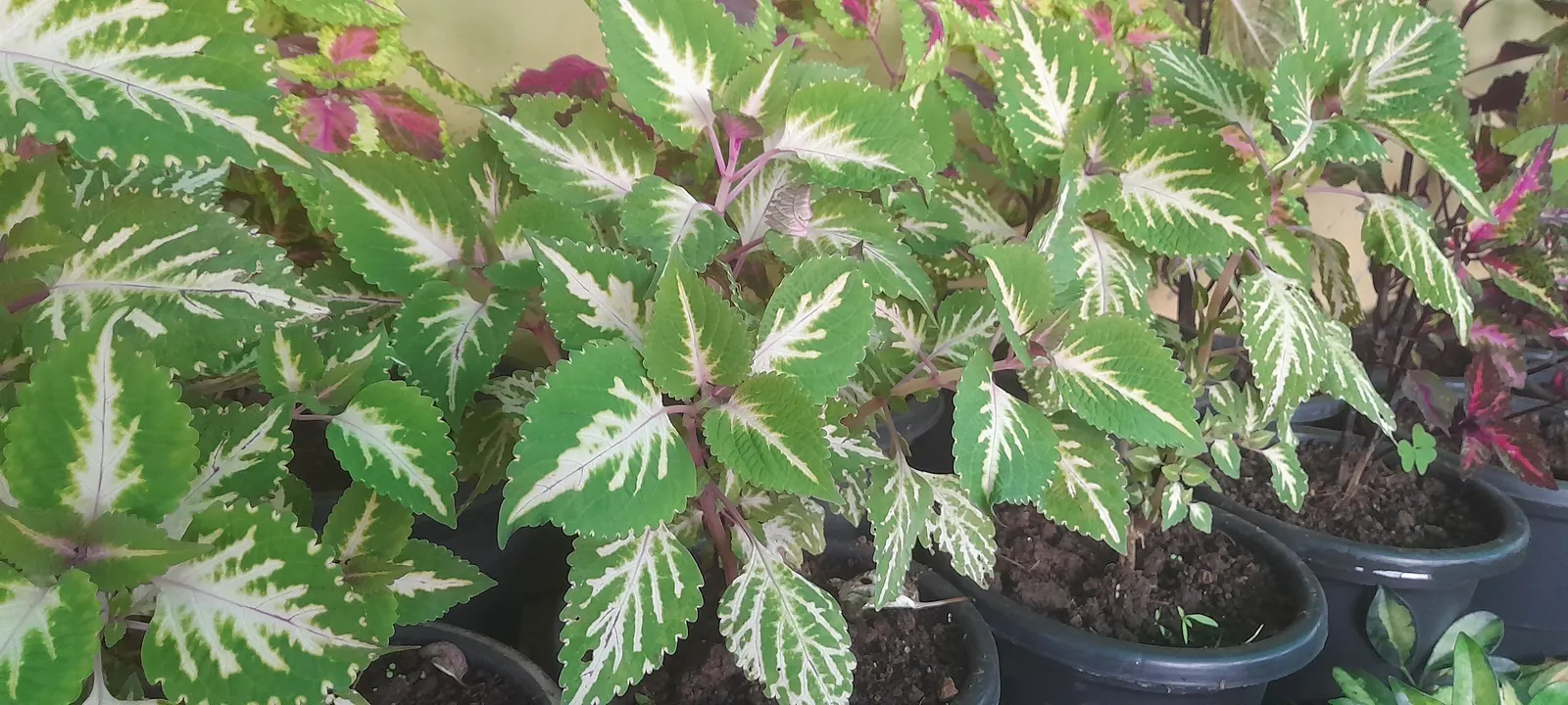 Coleus Varieties (Coleus Hybrids) — Coleus hybrids (Solenostemon spp.), with their vibrant foliage, offer a kaleidoscope of colors