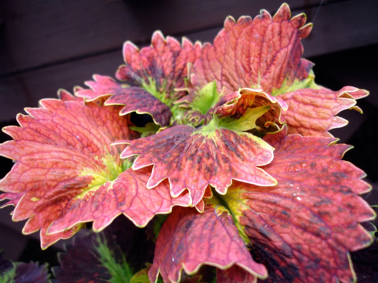 Coleus Varieties (Coleus Hybrids) — creating visual interest from spring till frost