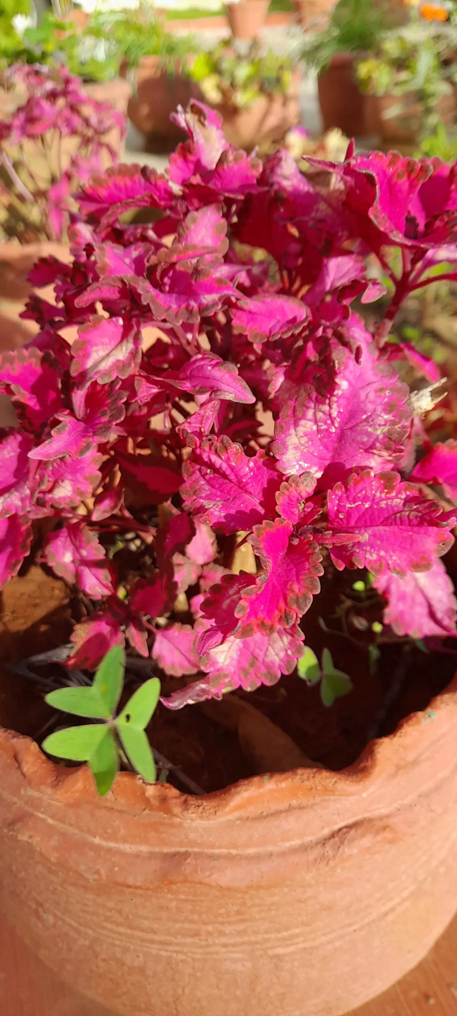 Coleus Varieties (Coleus Hybrids) — Coleus prefers dappled shade but can tolerate a wide array of light conditions; however