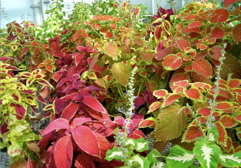 Coleus Varieties (Coleus Hybrids) — colors may become less vibrant in full shade.<br><br>When designing a landscape