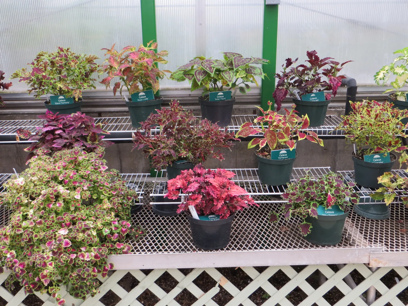 Coleus Varieties (Coleus Hybrids) — often with intricate variegations and striking vein patterns