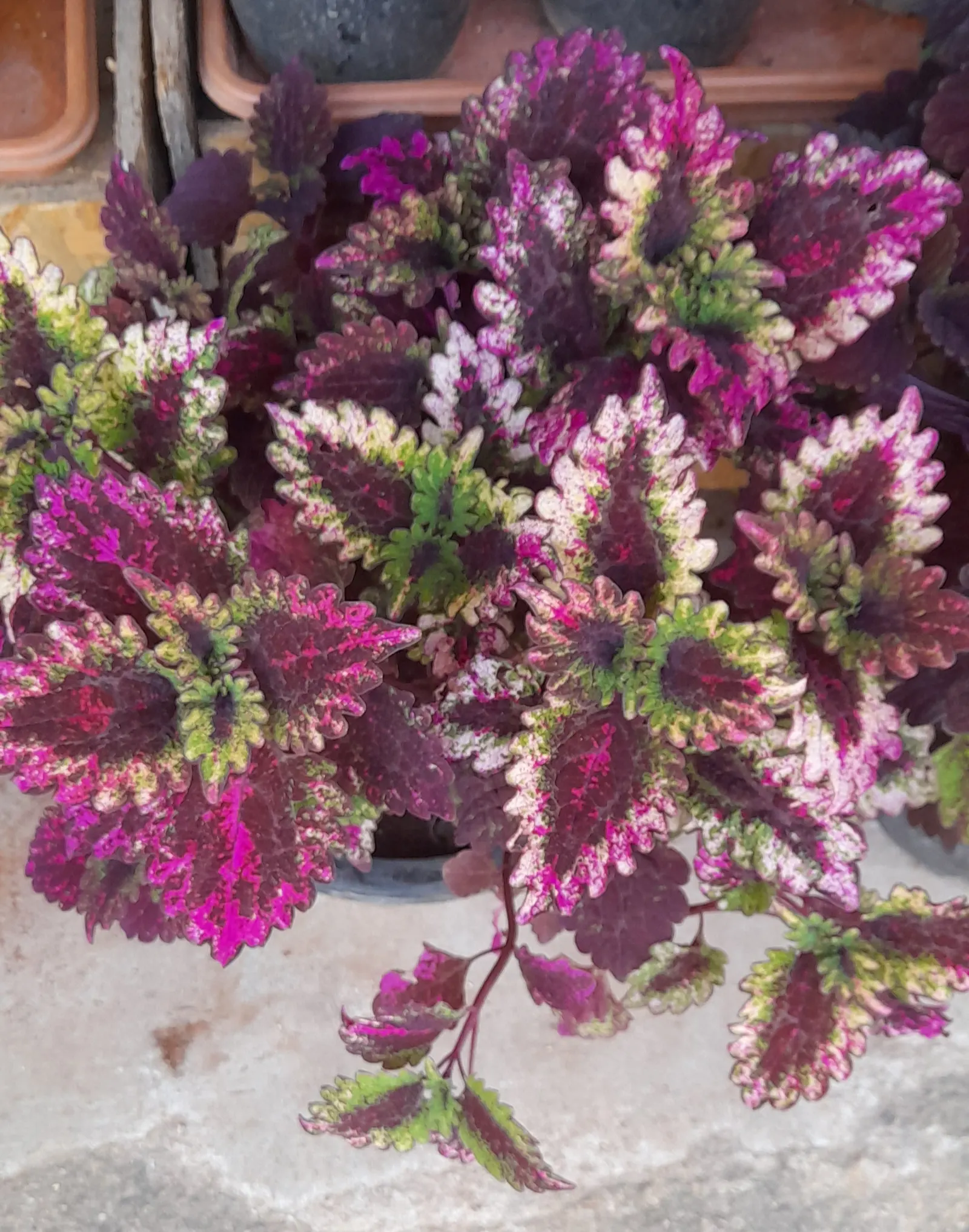 Coleus Varieties (Coleus Hybrids) — Use these tender perennials as annuals to enhance borders