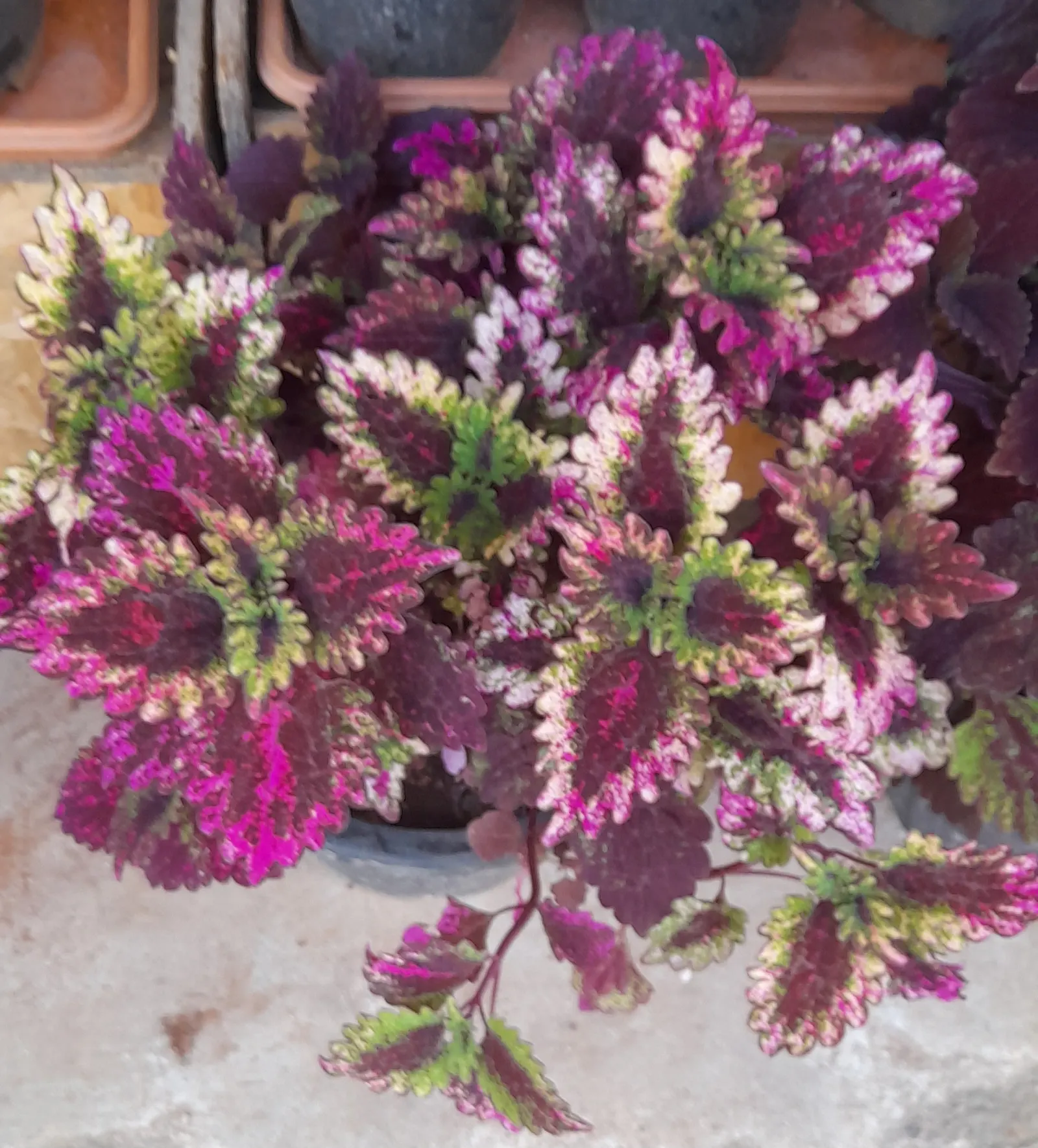 Coleus Varieties (Coleus Hybrids) — They require well-drained soil and thrive in both pots and beds