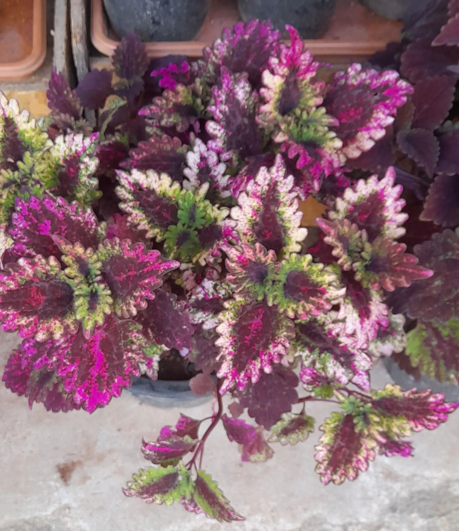 Coleus Varieties (Coleus Hybrids) — or as stunning container specimens
