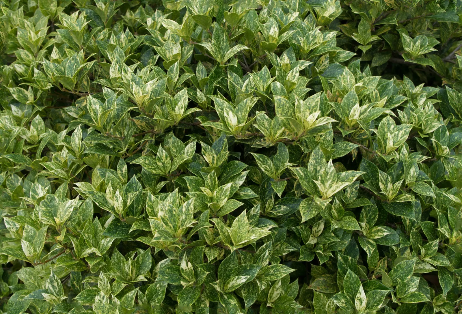 Goshiki Tea Olive (Osmanthus Heterophyllus 'Goshiki') — is a vibrant evergreen shrub with a height and spread of up to 6-10 feet