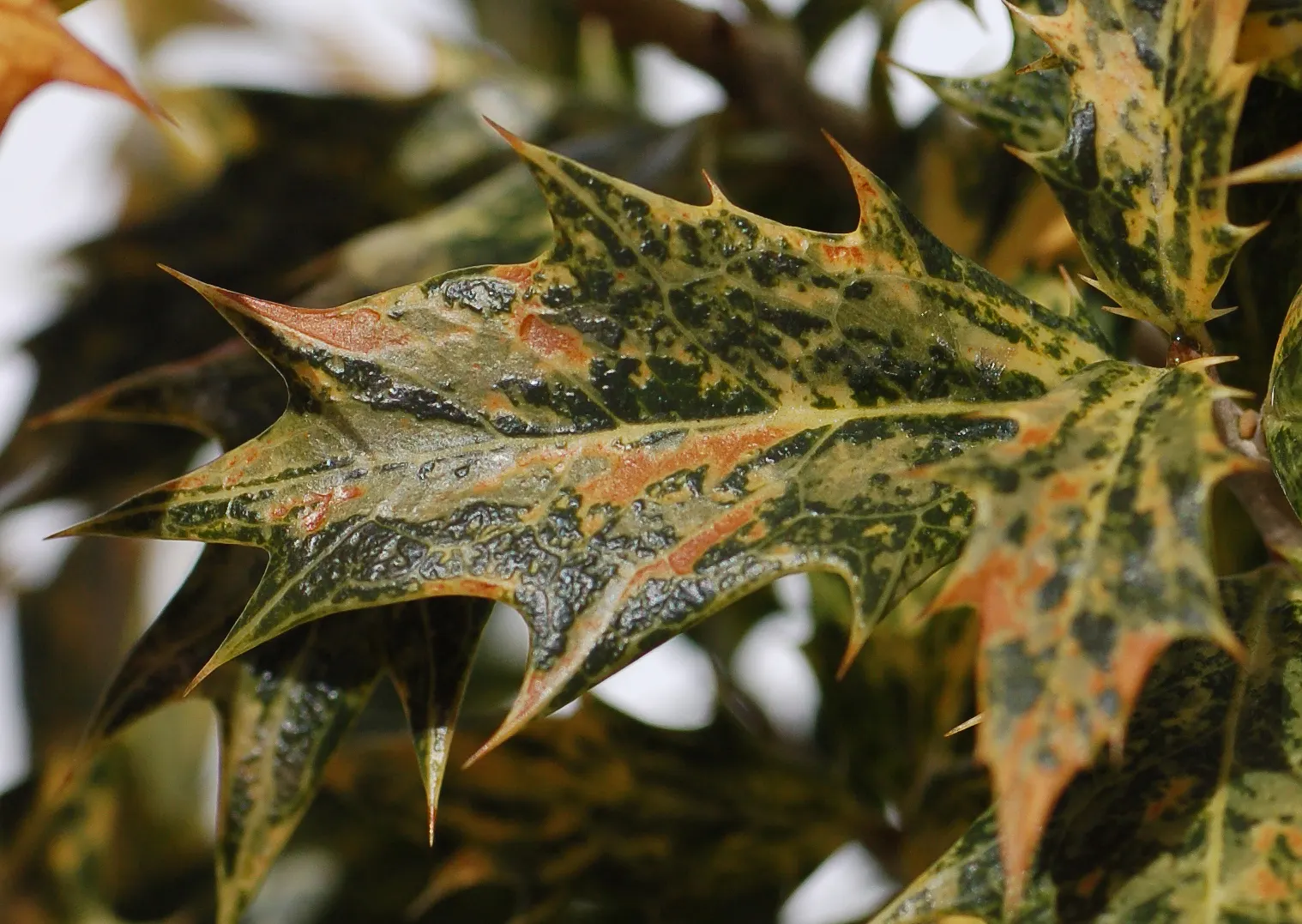 Goshiki Tea Olive (Osmanthus Heterophyllus 'Goshiki') — Its leaves display a mosaic of cream, pink, orange, and green hues