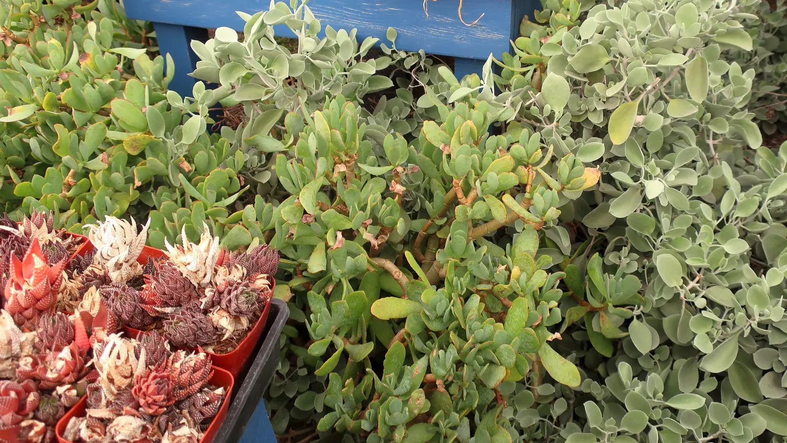 Ripple Jade (Crassula 'Ripple Jade') — The Crassula 'Ripple Jade' is a sculptural succulent that showcases wavy