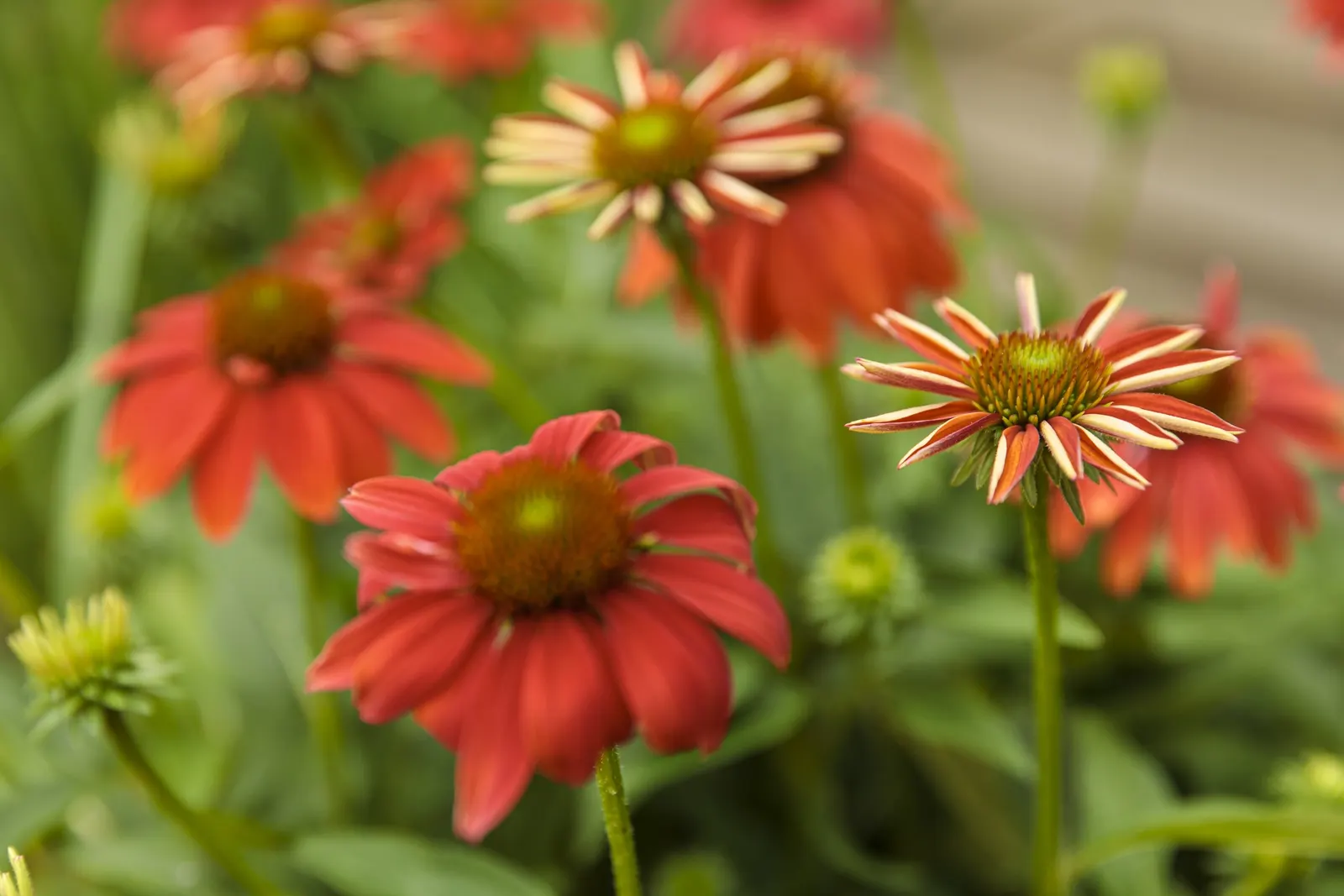 'Orange You Awesome' Coneflower (Echinacea hybrid) — Tolerates light shade, but best performance is in full sun