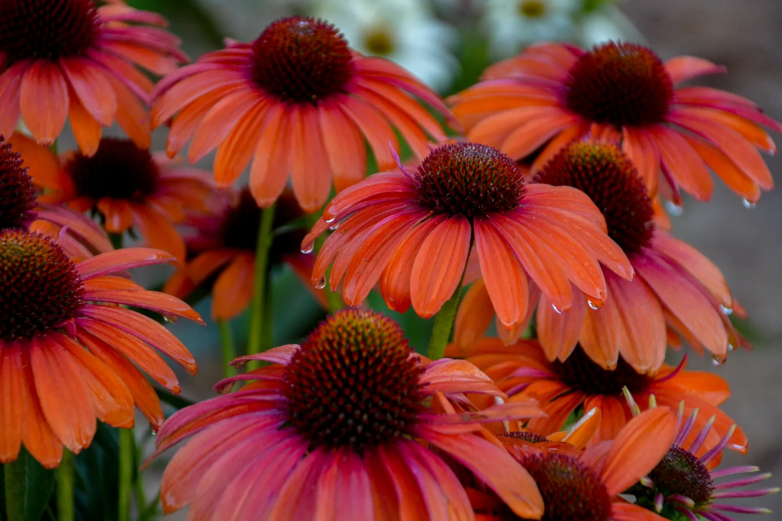 'Orange You Awesome' Coneflower (Echinacea hybrid) — information and resources; grow in sunny and hot locations with well-drained soils