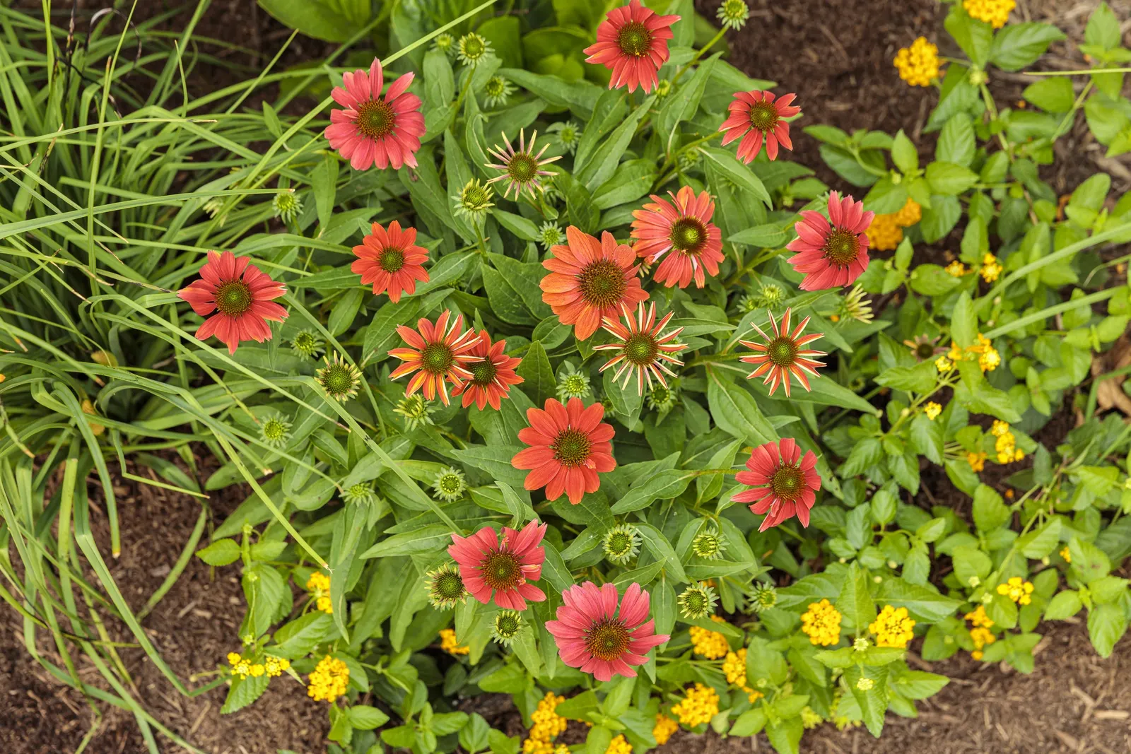 'Orange You Awesome' Coneflower (Echinacea hybrid) — orange flowers in the garden