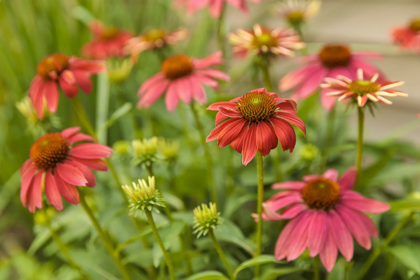 'Orange You Awesome' Coneflower (Echinacea hybrid) — Drought tolerant once established