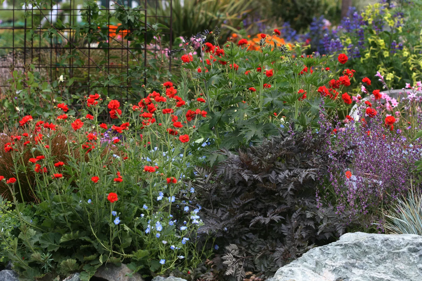 Blazing Sunset Geum (Geum 'Blazing Sunset') — fiery red flowers reaching 2 to 3 inches across