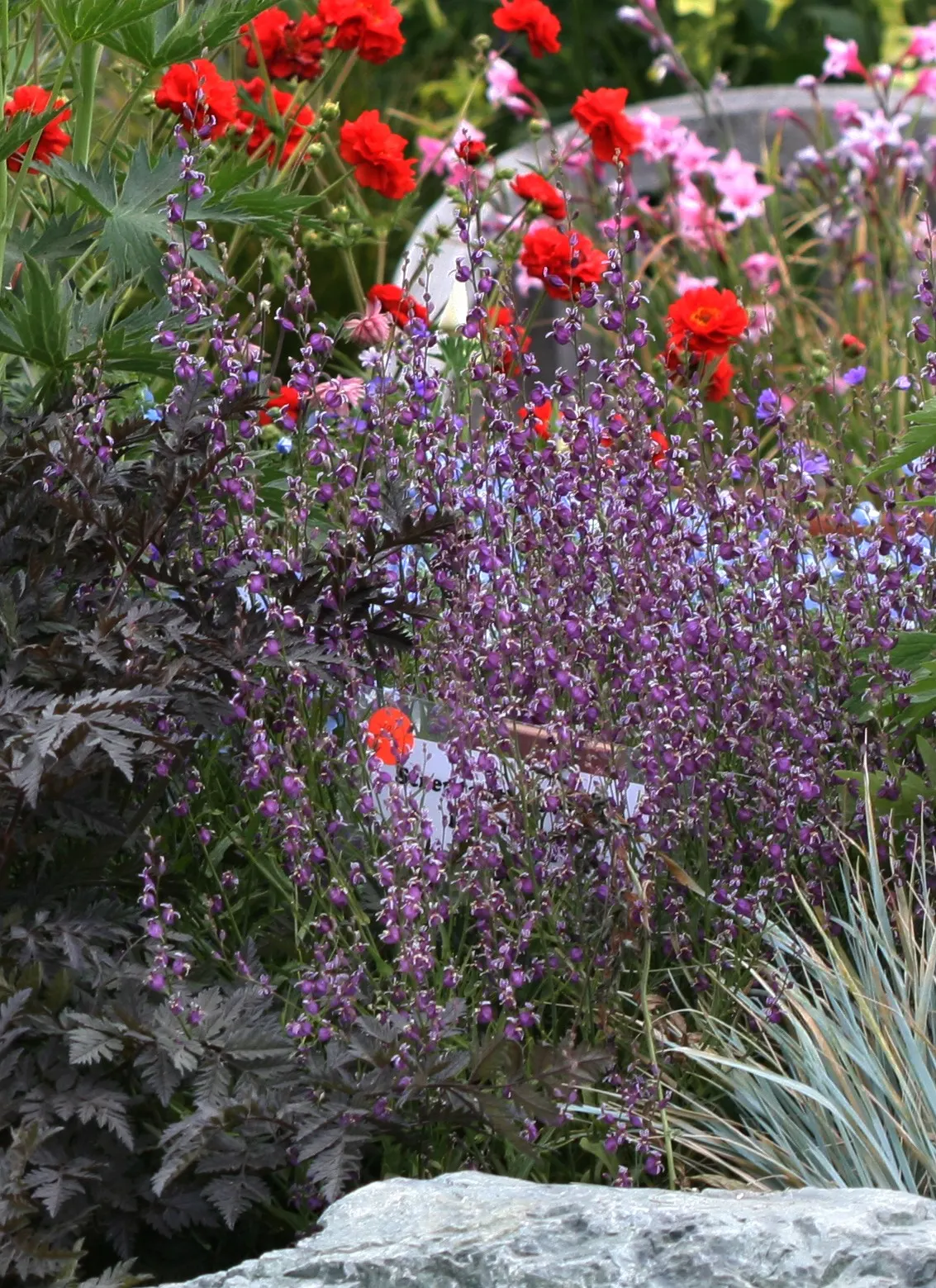Blazing Sunset Geum (Geum 'Blazing Sunset') — Loves full sun to part shade and well-drained soil