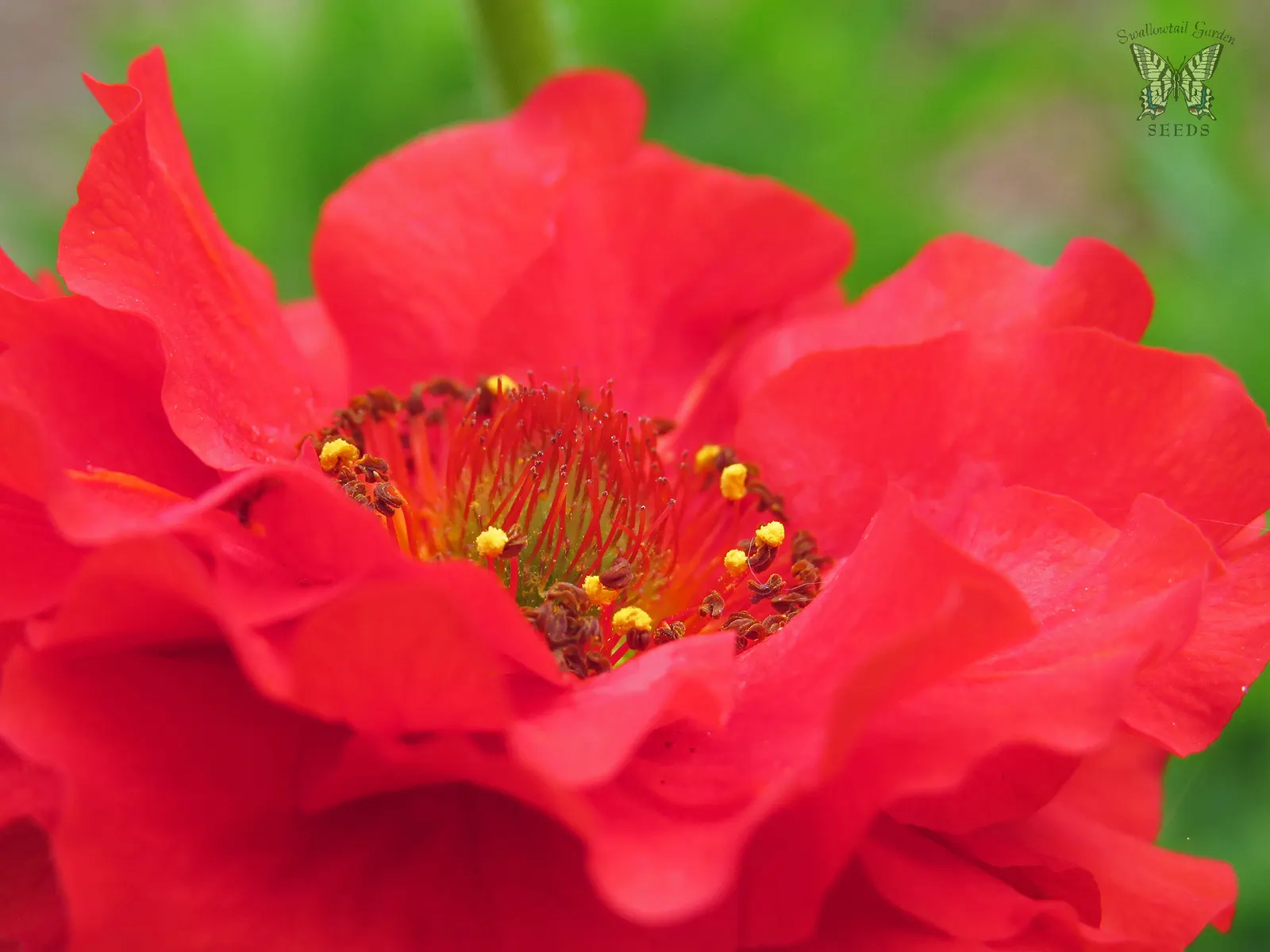 Blazing Sunset Geum (Geum 'Blazing Sunset') — Thriving in zones 5-9, it's an eye-catcher at 18-24 inches tall and 18 inches wide