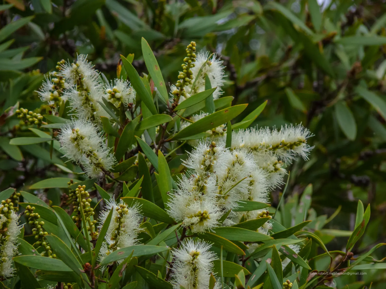 Pink Melaleuca (Melaleuca Nesophila) — Its unique appeal lies in the prolific clusters of vibrant pink; tolerant to drought and saline conditions
