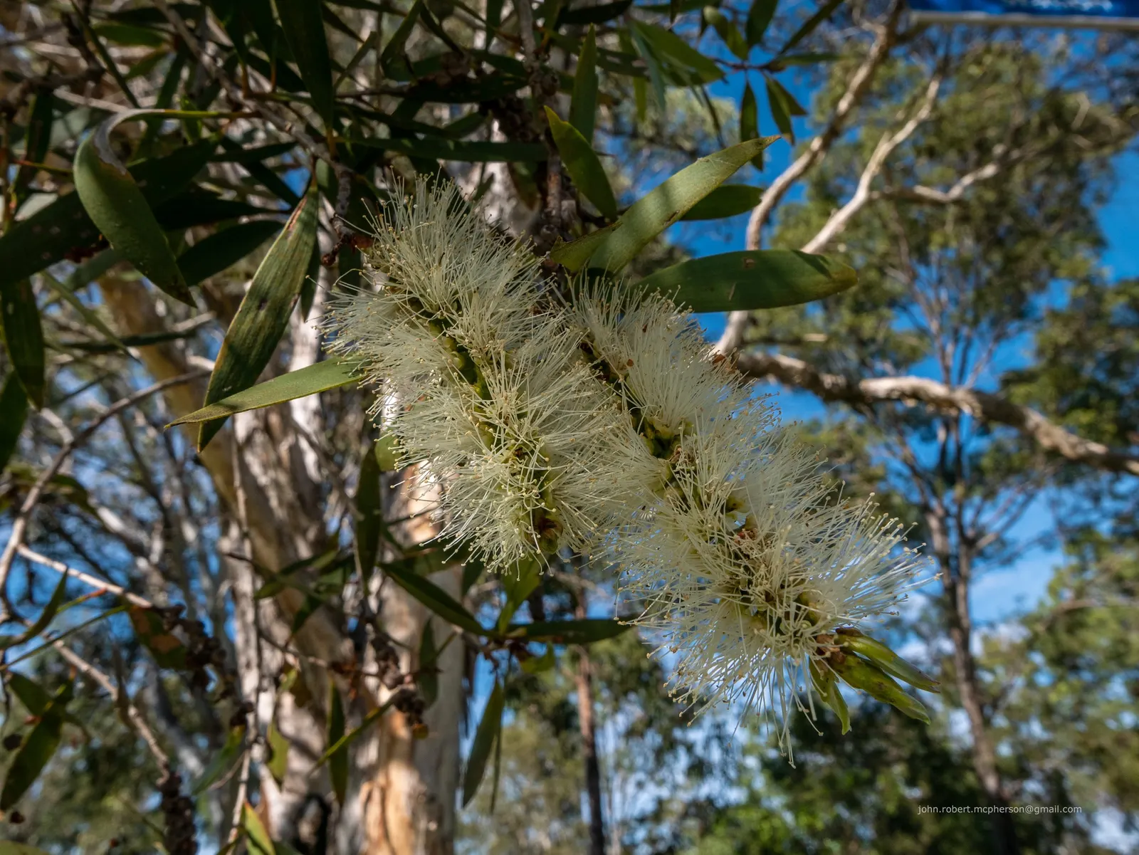 Pink Melaleuca (Melaleuca Nesophila) — typically about 1 to 1.5 inches in diameter