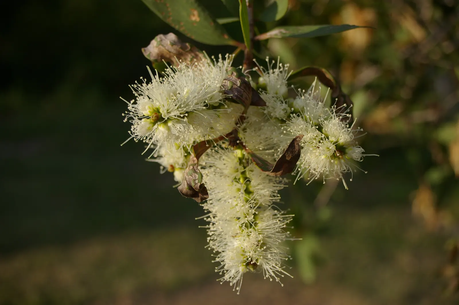 Pink Melaleuca (Melaleuca Nesophila) — providing a striking contrast against the dense