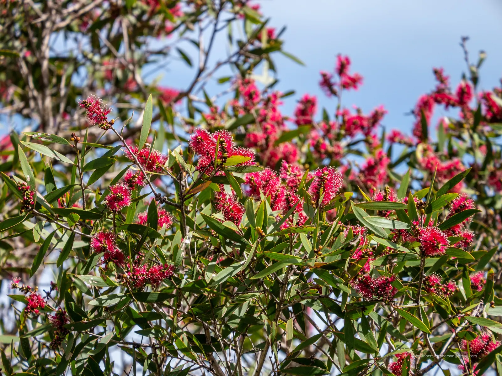Pink Melaleuca (Melaleuca Nesophila) — offering year-round foliage and spring-summer blossoms that attract pollinators; tolerating a wide range of soil types