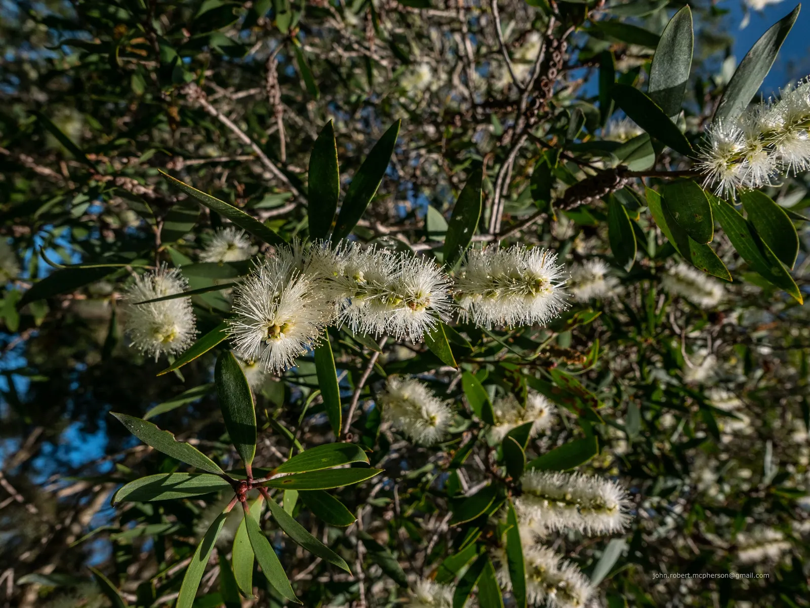 Pink Melaleuca (Melaleuca Nesophila) — multi-colored and pink and white and yellow flowers in the garden