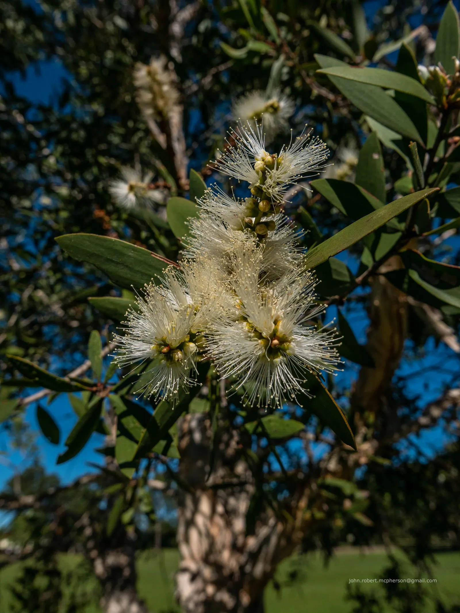 Pink Melaleuca (Melaleuca Nesophila) — such as bees and butterflies