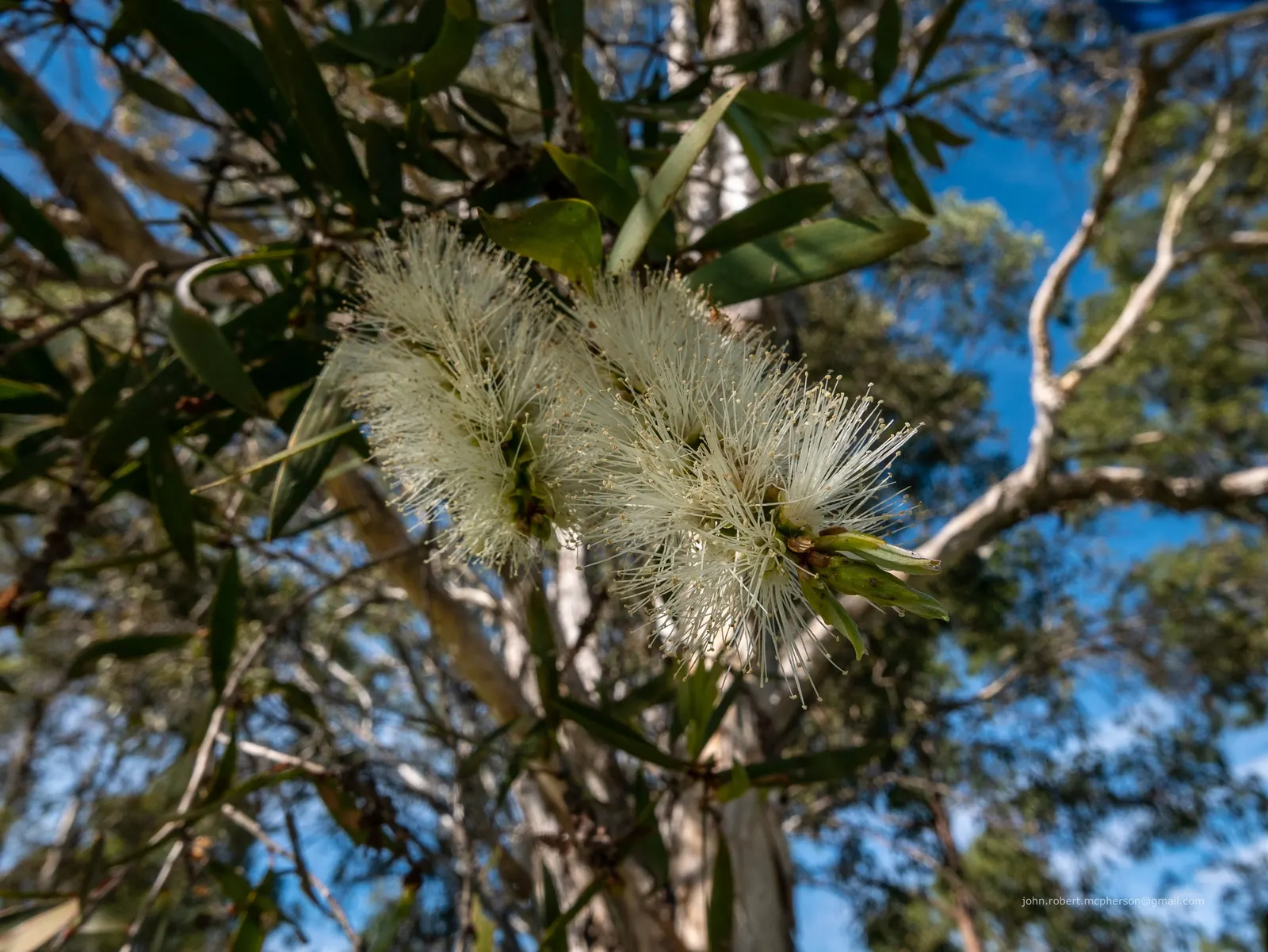 Pink Melaleuca (Melaleuca Nesophila) — offering year-round foliage and spring-summer blossoms that attract pollinators